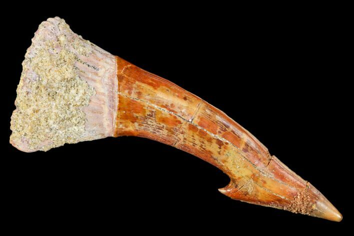 Fossil Sawfish (Onchopristis) Rostral Barb- Morocco #106391